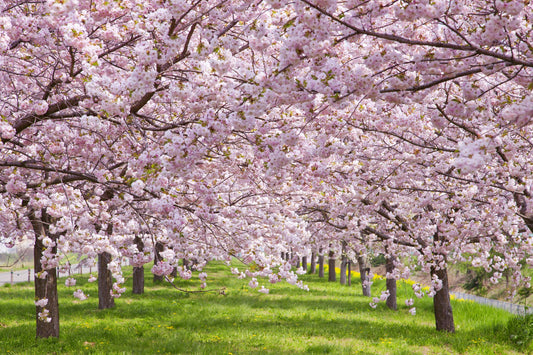 Petals and Past: The Story of Victoria’s Cherry Blossoms