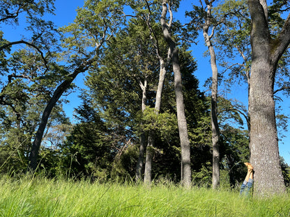Forest Bathing Walking Tour